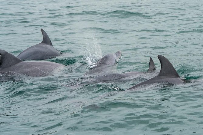 Noosa Small-Group Dolphin-Watching Tour  – Noosa & Sunshine Coast
