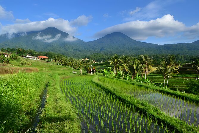 North and West Bali Temples and Farms Private Tour With Lunch  – Seminyak