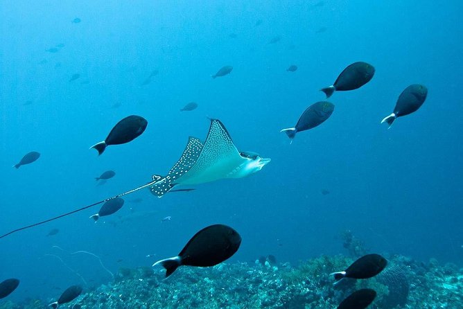 Nusa Penida Try Scuba Diving Program – for Non-Certified Divers