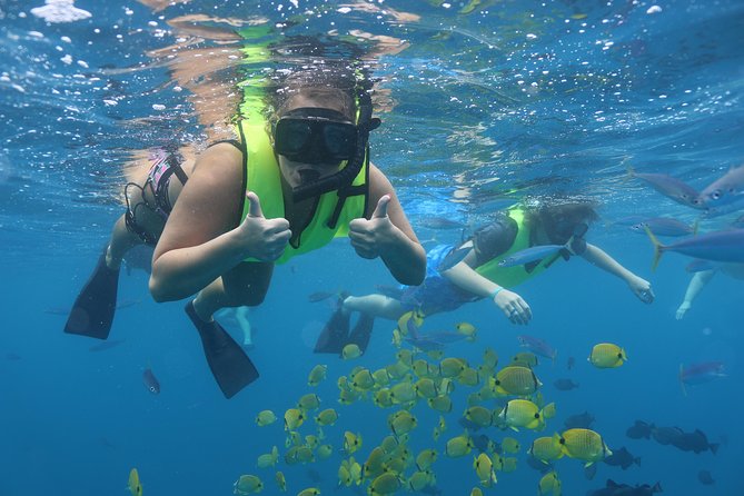 Oahu Dolphin Watch With Turtle Snorkel & Water Slide