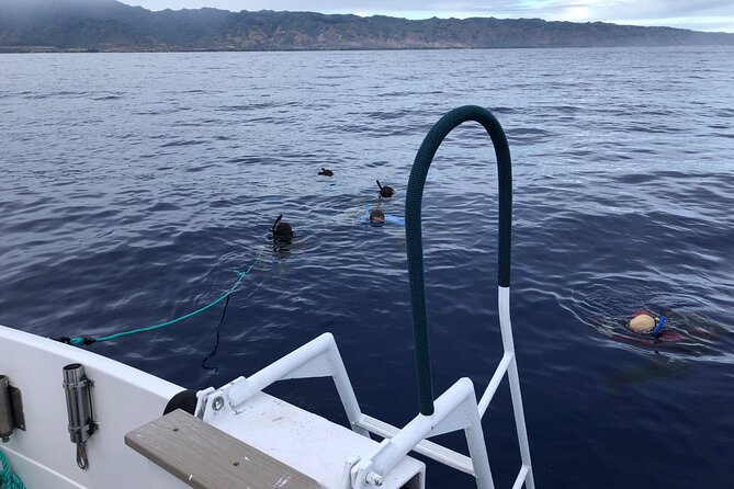 Oahu Shark Dive (No Cage)