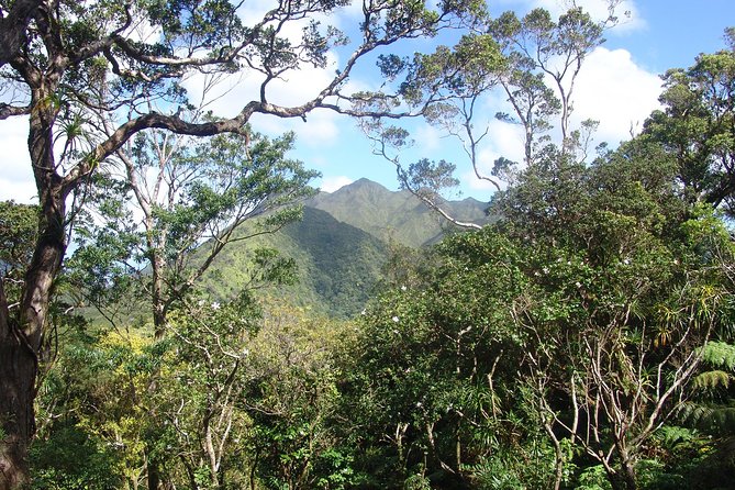 Oahu Volcanic Rainforest Hiking Adventure - Logistics Details