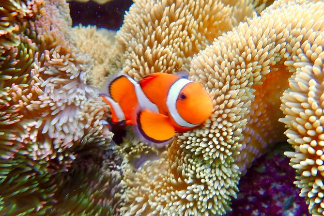 [Okinawa Miyako] Natural Aquarium! Tropical Snorkeling With Colorful Fish! - Booking Information