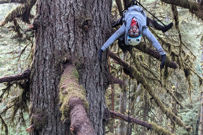 Old-Growth Tree Climbing at Silver Falls State Park - Best Trees for Climbing