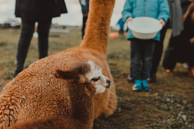 One-Hour Alpaca Meet-and-Greet on a Working Farm, Tomingley  – New South Wales