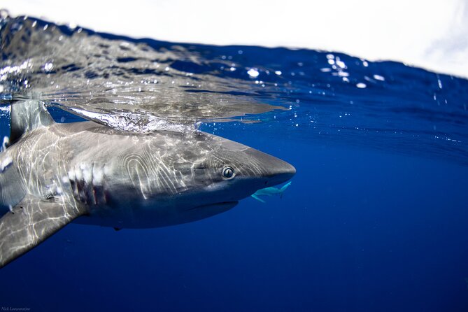 Open Water Shark Dive - Booking Information