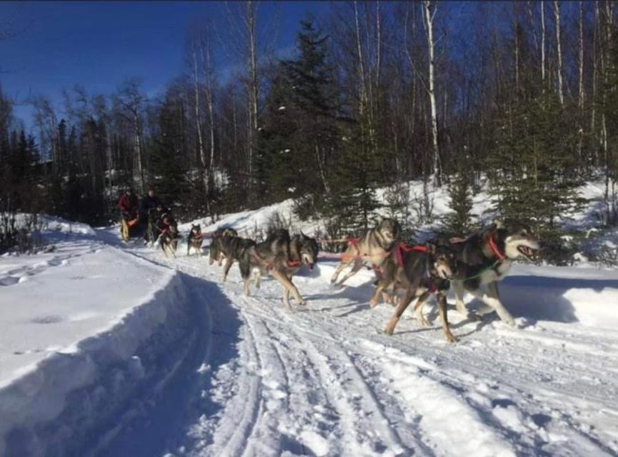 Palmer: “Dogs and Glaciers” Sledding and Helicopter Tour