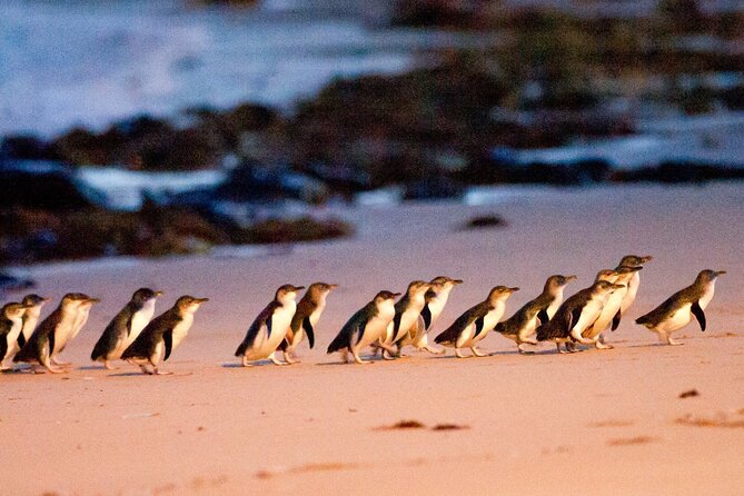 Penguin Parade With Wine Tasting and Wildlife From Phillip Island - End Point Details and Logistics