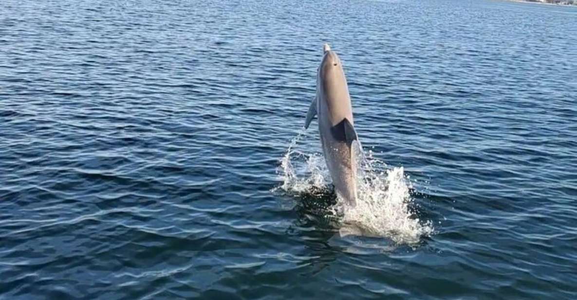 Pensacola Beach Sunset Dolphin Tour Private up to 6 Ppl - Experience Highlights