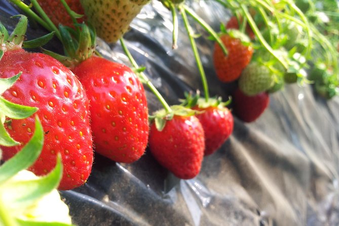 [Perfect Private Tour] Strawberry Farm & Nami Island & Lunch - Tour Pricing Details