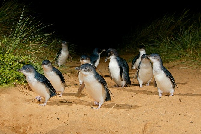 Phillip Island Penguin Parade Express Tour From Melbourne - Tour Details