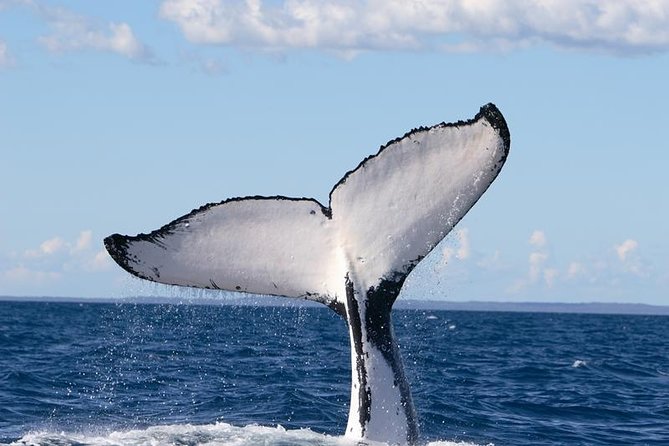 Phillip Island Whale Watching Tour - Tour Highlights