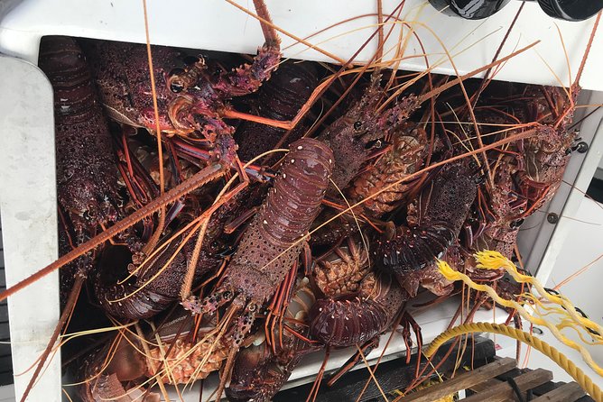 Premium Live Lobster Tours Presented Sashimi or BBQ Style