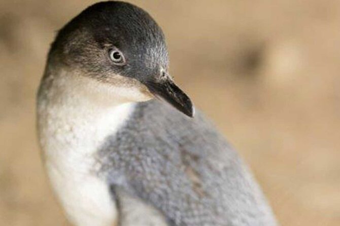 Premium Phillip Island Penguin Parade Tour With Koala Conservation Reserve - Cancellation Policy Details