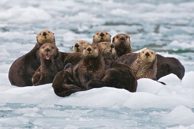 Prince William Sound Glacier Cruise  - Anchorage - Logistics and Policies