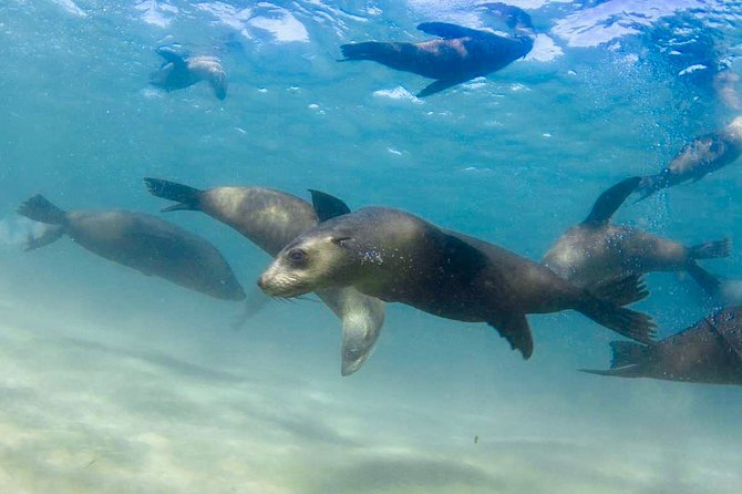 Private 2 Hour Dolphin and Seal Swim Mornington Peninsula - Key Highlights of the Experience