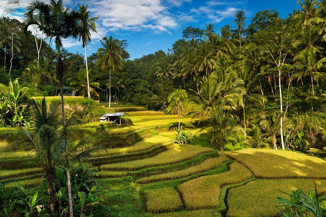 Private 4-Day Tours - Best Bali Tours Package - Best of Bali Highlights - Tour Itinerary