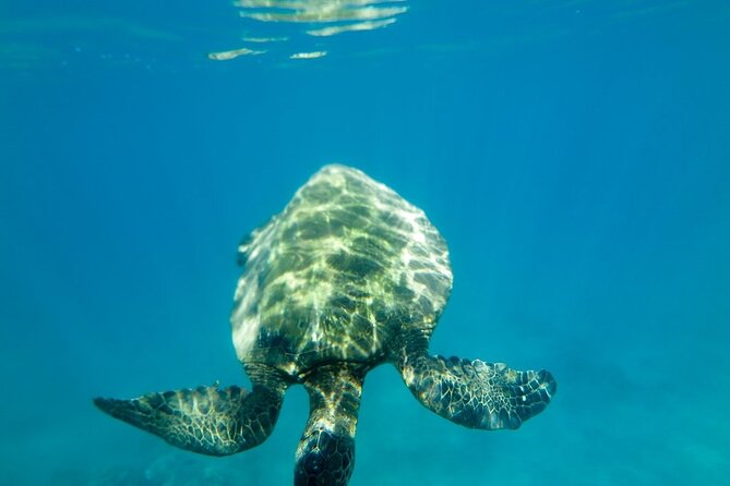 Private Beginner Paddleboard Lesson With Snorkel in Turtle Town! - Experience Description