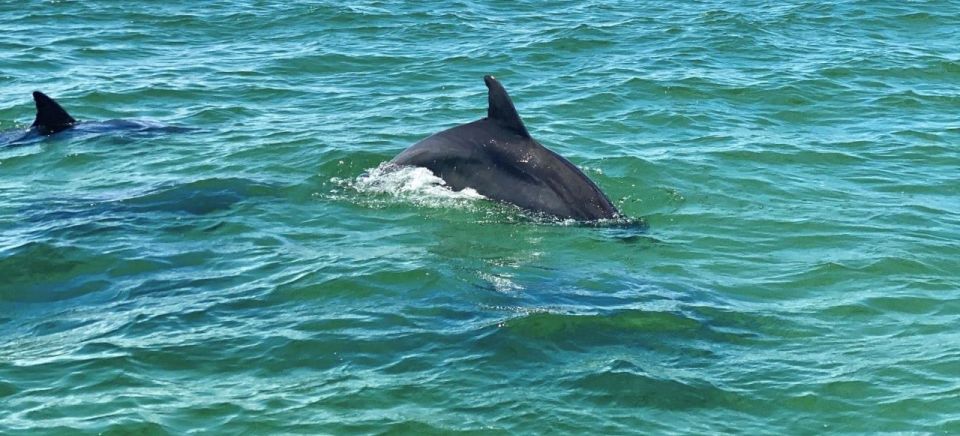 Private Dolphin Tour With Secluded Beach/Snorkel Stop - Booking Details