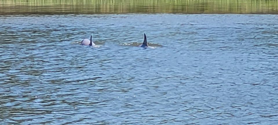 Private Dolphin Tours in the Amazing Savannah Marsh - Tour Experiences