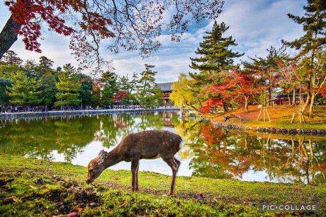 Private Kyoto-Nara Tour From Osaka With Hotel Pickup and Drop off - Pricing and Group Size