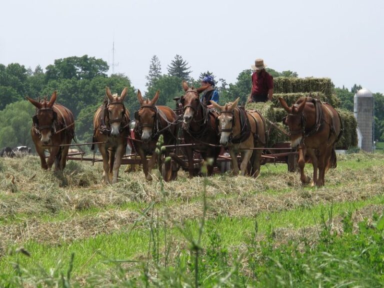 Private Lancaster County Amish Tour From Philadelphia
