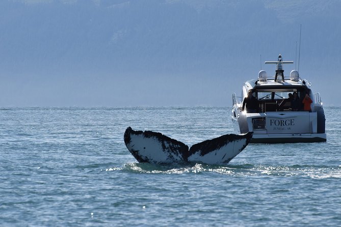 Private Luxury Whale Watch - Luxury Yacht Experience