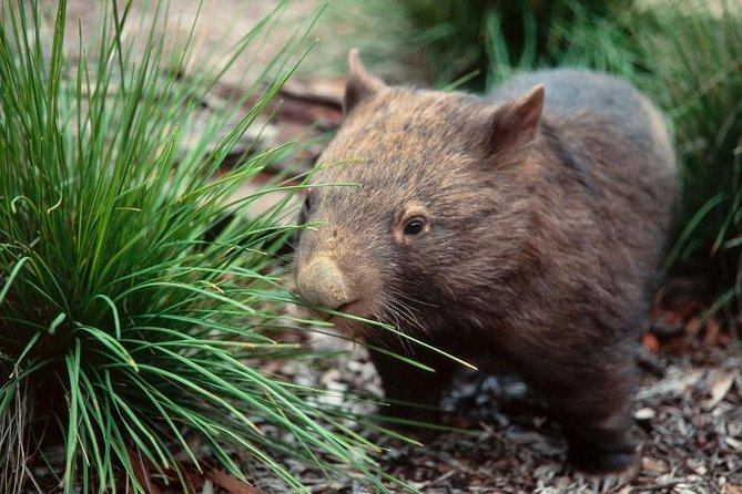 Private Nocturnal Wildlife Tour From Melbourne