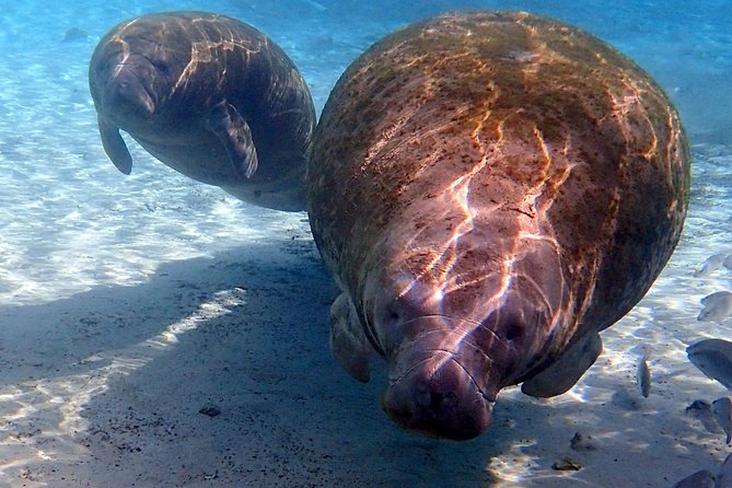 Private OG Manatee Snorkel Tour With Guide for up to 10 People