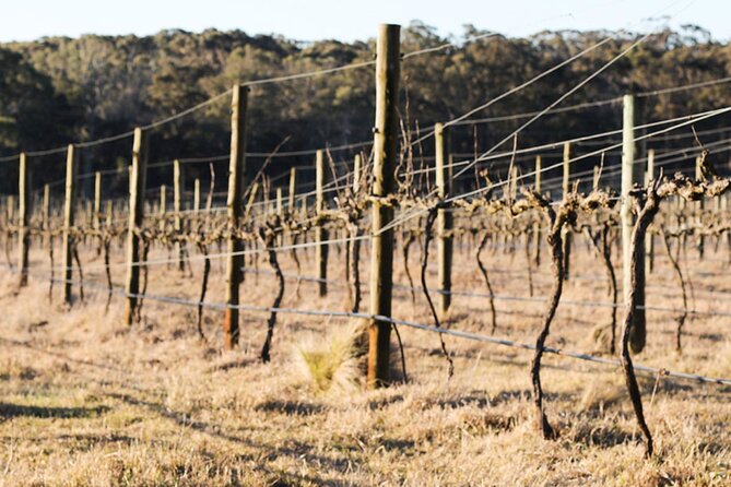 Private Sustainable Wine Tour in Berrima - Exclusive Private Wine Tasting Experience