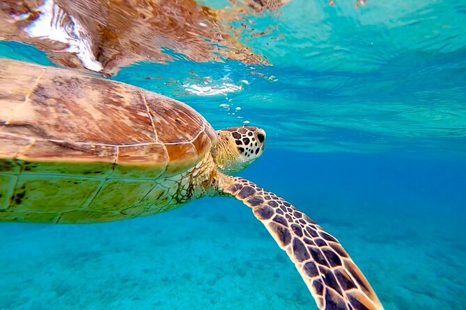 Private Swimming and Snorkeling Tour With Sea Turtles in Amami