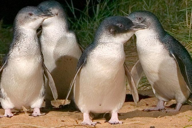 Private Tour of Phillip Island & Penguins With Personal Tour Guide