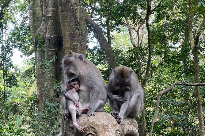 Private Ubud Monkey Forest Rice Terrace and Hidden Waterfall Tour - Tour Highlights