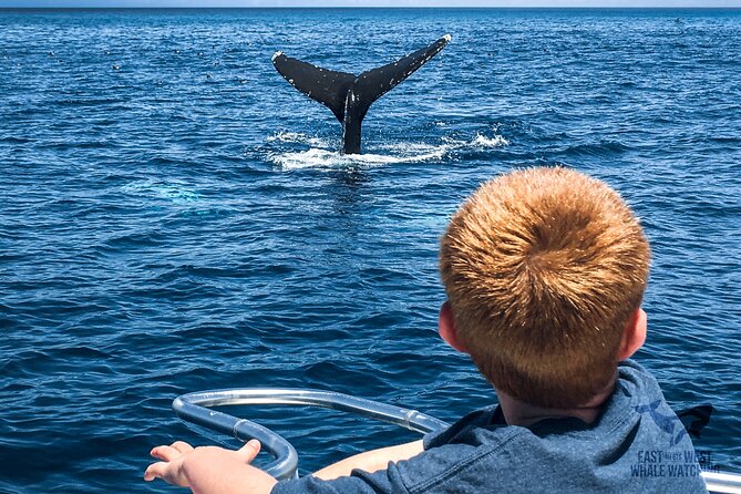 Private VIP Whale & Dolphin Watching Tour With Capt. Nick in Newport Beach - Experience Highlights