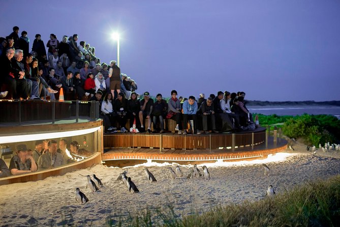 Pure Nature - Phillip Island, Penguins & Exclusive Wildlife Sanctuary Encounter - Tour Highlights
