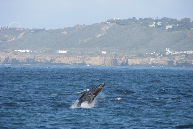 San Diego Whale Watching Cruise - Onboard Experience and Amenities