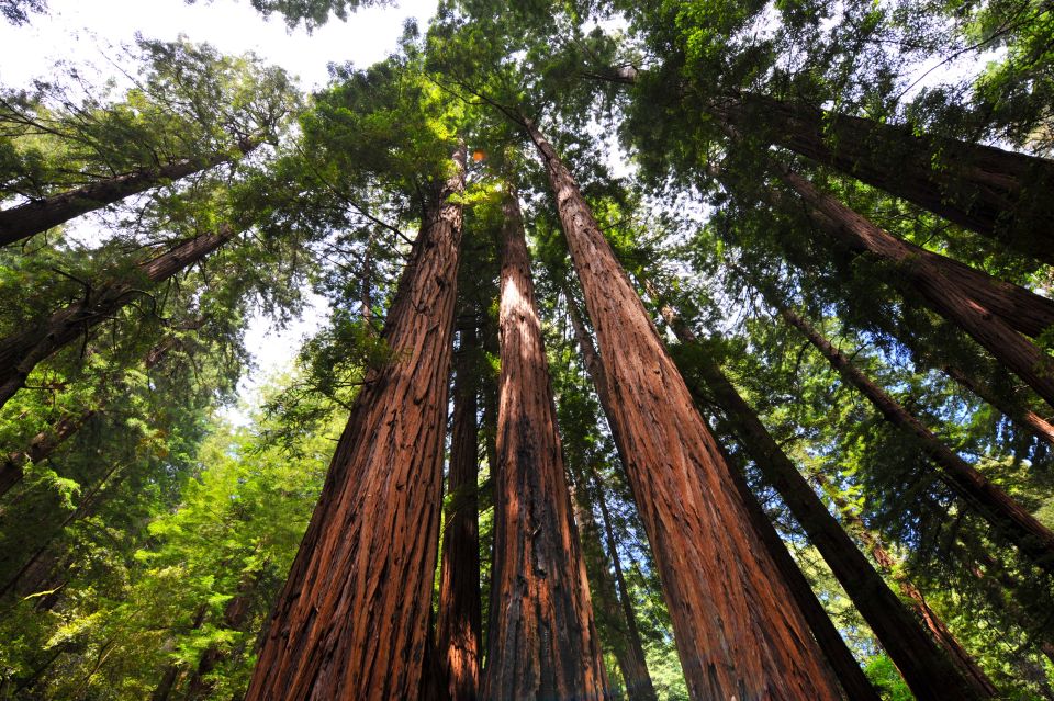 San Francisco: 1 Day Hop-On Hop-Off Muir Woods Tour - Cancellation Policy