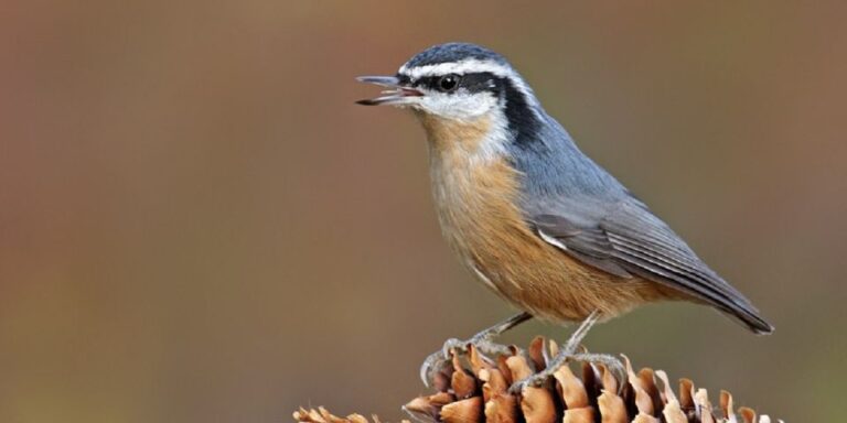 Saskatoon: Birdwatching Tour in President Murray Park