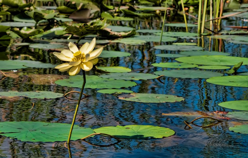 Sawgrass Park: Private 1-Hour Airboat Adventure Tour - Booking Details