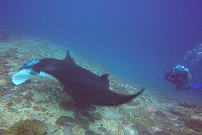 Scuba Diving in Nusa Penida – Manta Point