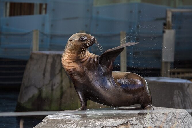 Seal Experience at Melbourne Zoo - Excl. Entry - Seal Encounter Details