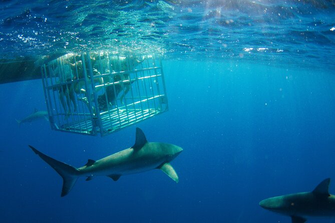 Shark Cage Diving On "The World Famous North Shore of Oahu", Hawaii - Experience Shark Cage Diving Adventure