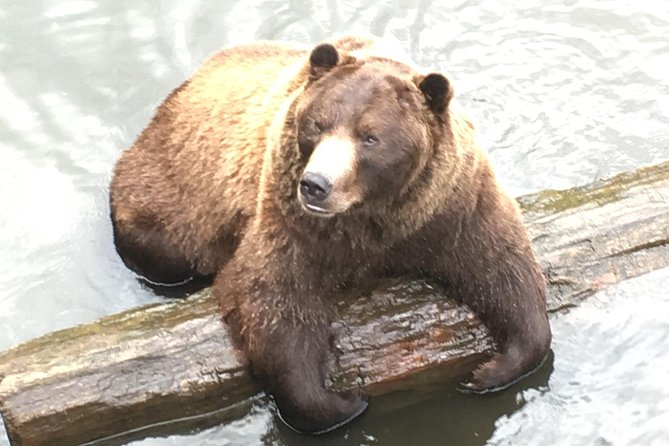 Simply Amazing Sitka Tour: Fortress of the Bear, Alaska Raptor, & Totems - Experience Highlights