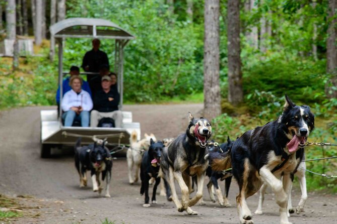 Sled Dog Discovery in Skagway - Tour Highlights
