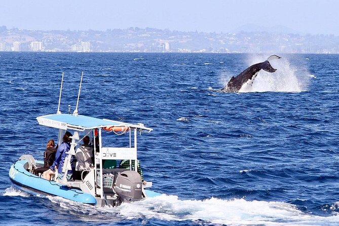 Small Boat Whale Watching Tour in Gold Coast - Tour Details and Inclusions