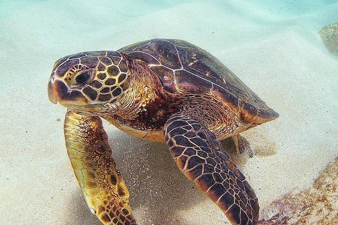 Small Group Grand Circle Island Tour Includes FREE Snorkeling With the Turtles - Inclusions Provided