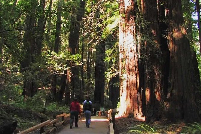 Small-Group Half Day Muir Woods and Sausalito Morning Tour - Highlights and Option to Stay