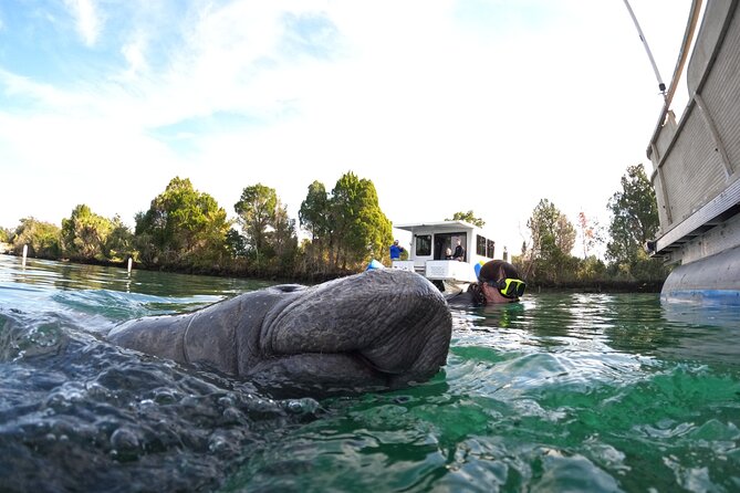 Small Group Manatee Swim Tour With In Water Guide