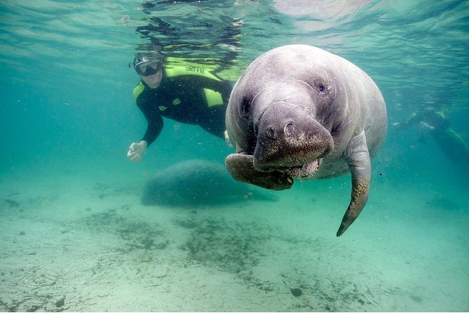 Small Group Manatee Tour With In-Water Divemaster/Photographer - Tour Location and Overview
