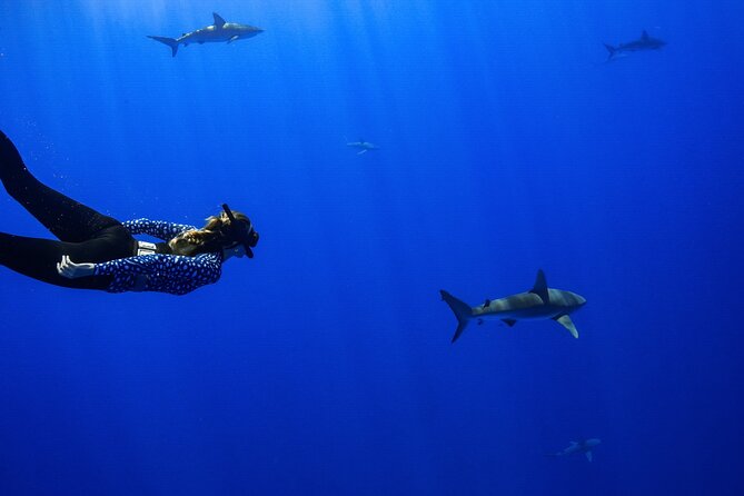 Snorkel and Dive With Sharks in Hawaii With One Ocean Diving